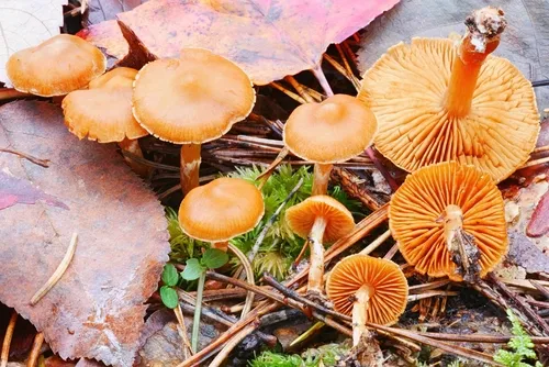 Cortinarius neofallax