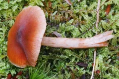 Cortinarius fulvescens thumbnail 1