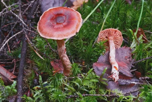 Cortinarius nymphatus