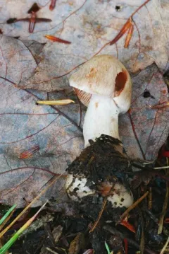 Cortinarius suberi thumbnail 1