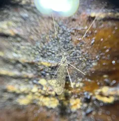 Rhipidia maculata thumbnail 3