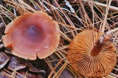 Cortinarius occidentalisagacitas thumbnail 1