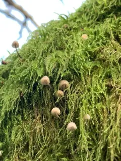 Steely Bonnet thumbnail 2