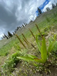 Tweedy's Plantain thumbnail 4