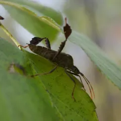 Leptoglossus oppositus thumbnail 4