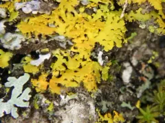 Bare-bottomed Sunburst Lichen thumbnail 1