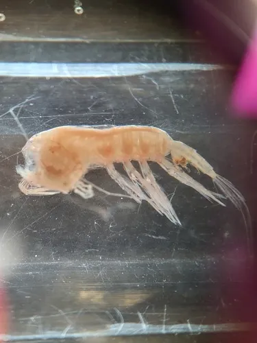 Paraeuchaeta glacialis