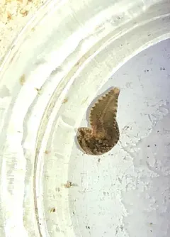 Placobdella papillifera thumbnail 3