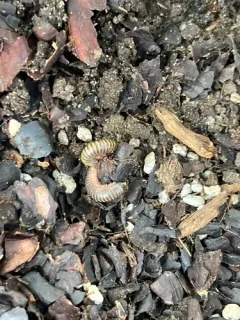 Bumblebee Millipede thumbnail 4