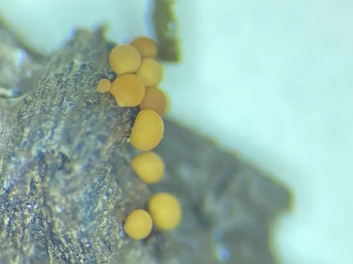 Hemitrichia lutescens