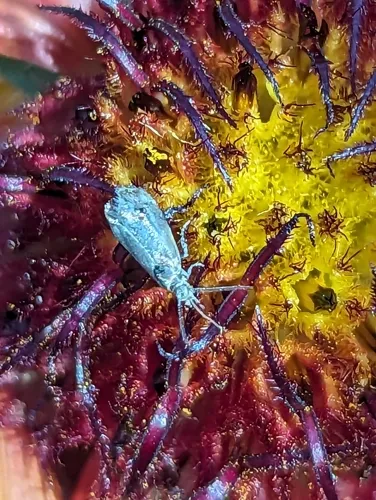 Abrenthia cuprea