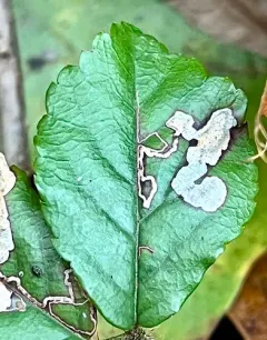 Ectoedemia rubifoliella thumbnail 4