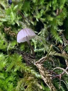 Steely Bonnet thumbnail 3