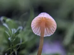 Moss Bell thumbnail 3