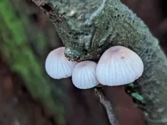 red edge bonnet thumbnail 3