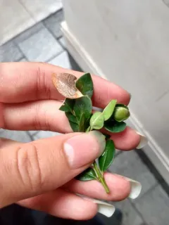 Hyponectria buxi thumbnail 1