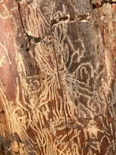 Douglas-fir Beetle thumbnail 2