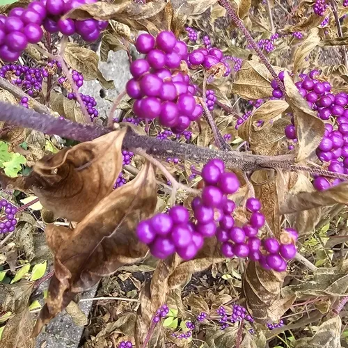Purple Beautyberry