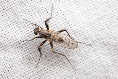 Scellus filifer
