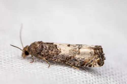 Eucosma oregonensis