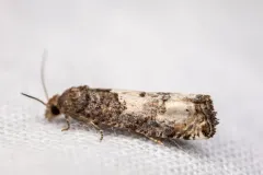 Eucosma oregonensis thumbnail 1