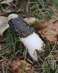 common stinkhorn thumbnail 4