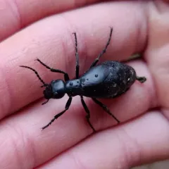 Meloe strigulosus thumbnail 3