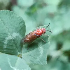 European Pine Sawfly thumbnail 4