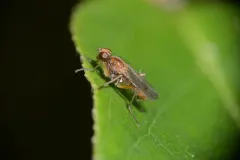 Cordilura fuscipes thumbnail 3