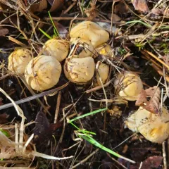 Pale Fragrant Cort thumbnail 1