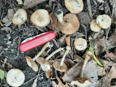 Twinned Poisonpie thumbnail 1