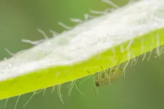 Short-beaked Clover Aphid thumbnail 2