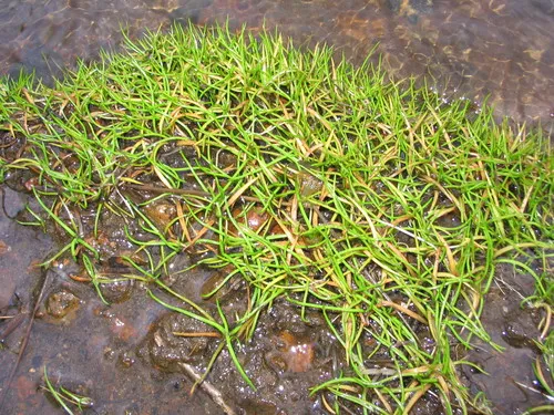 American shoreweed