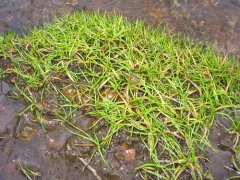 American shoreweed thumbnail 1