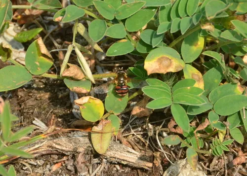 Red-tailed Aphideater