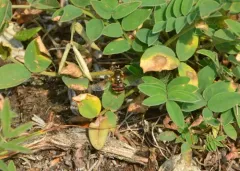 Red-tailed Aphideater thumbnail 1