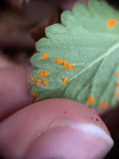 Mock Strawberry Rust thumbnail 1
