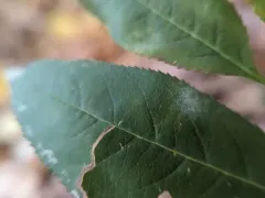 Podosphaera prunicola thumbnail 2