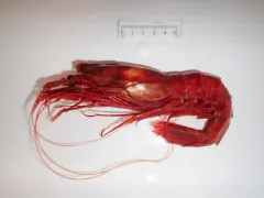 Scarlet Gamba Prawn thumbnail 2