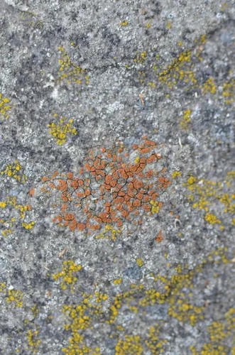 Granite Firedot Lichen