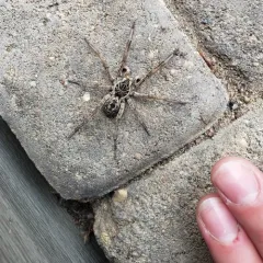 Unbanded Wolf Spider thumbnail 3