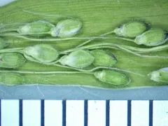 old field panic grass thumbnail 3