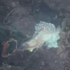 Giant Pacific Octopus thumbnail 2