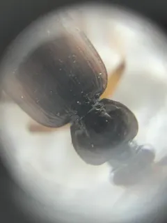 Loricera foveata thumbnail 4