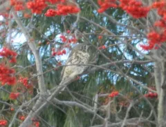Mistle Thrush thumbnail 3