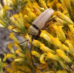Crossidius hirtipes thumbnail 2
