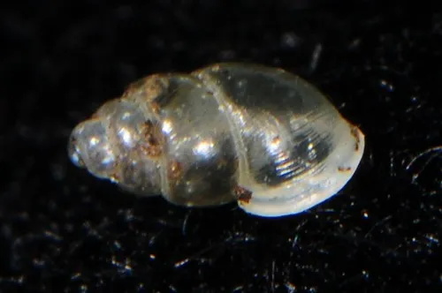 Herald-snail