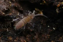 Entomobrya griseoolivata thumbnail 3