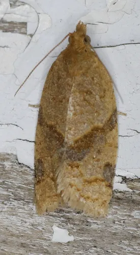 Clepsis penetralis