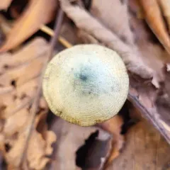 Psilocybe aztecorum thumbnail 1